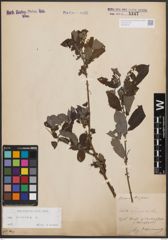 Foto von Salix cinerea L.